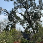 An image of a large tree in need of felling and trimming